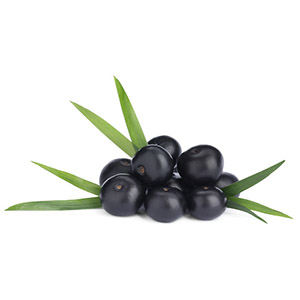 Acai _(Euterpe oleracea)_ fruit extract