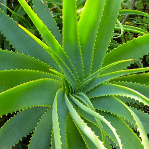 Aloe vera leaf