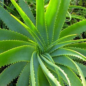 Aloe vera leaf juice (aloe barbadensis)*