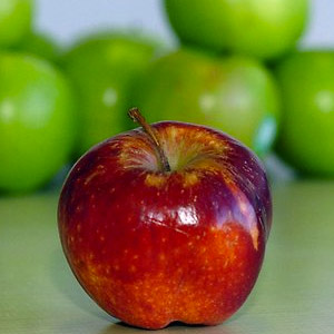 Apple fruit extract pyrus malus