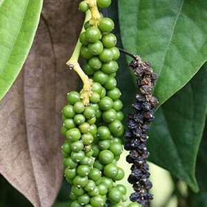 Pimienta negra - Producto orgánico certificado por la USDA