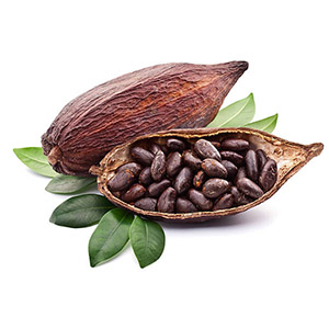 Manteca de cacao orgánica theobroma
