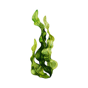 Bladderwrack _(Fucus vesiculosus)_ whole seaweed extract