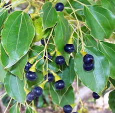 Aceite esencial orgánico de madera de ho (alcanfor)