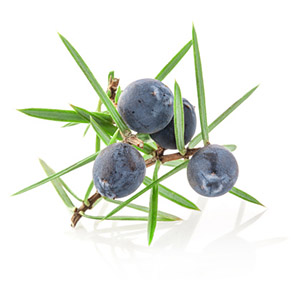 Juniper berry extract