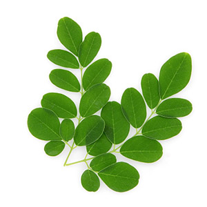 Moringa _(Oleifera)_ leaf extract