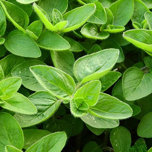 Oregano