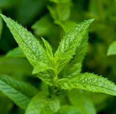 Peppermint Japanese Organic Essential Oil