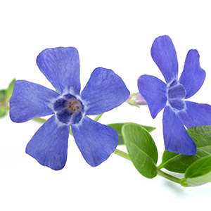 Vinca Major Extract (Periwinkle)