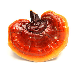 Reishi Mushroom _(Ganoderma lucidum)_ fruiting body
