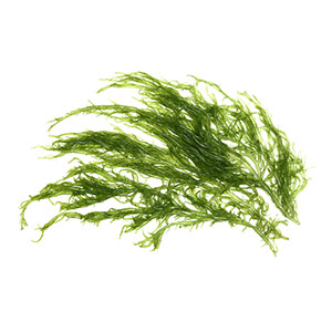 Spirulina _(Arthrospira platensis)_ algae