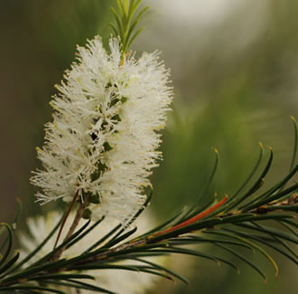 Tea Tree Organic Essential Oil