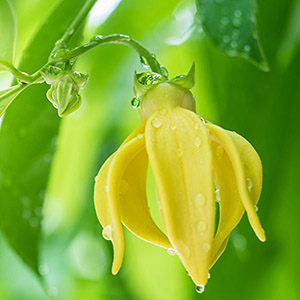 Ylang-ylang #3 - Producto orgánico certificado por la USDA