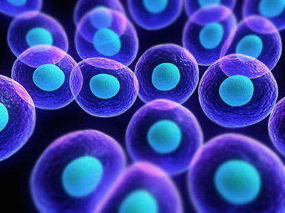 Stem Cell Cluster